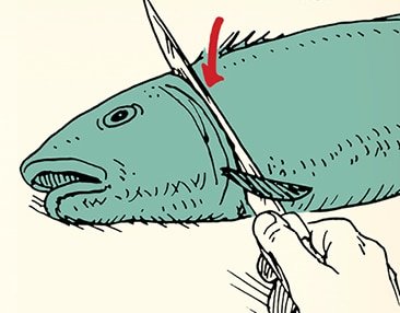 How to Fillet a Fish: An Illustrated Guide